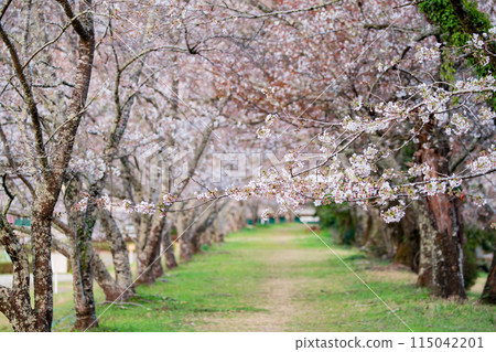 Cherry blossoms at Ieyama in Shimada City, Shizuoka Prefecture, 2024 115042201