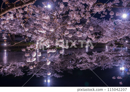 Hirosaki Cherry Blossom Festival: Cherry blossoms at night on the western moat 03 115042207