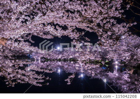 Hirosaki Cherry Blossom Festival: Cherry blossoms at night on the western moat 04 Hirosaki Cherry Blossom Festival: Cherry blossoms at night on the western moat 04 115042208