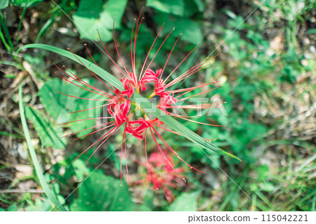 Cluster amaryllis Cluster amaryllis 115042221