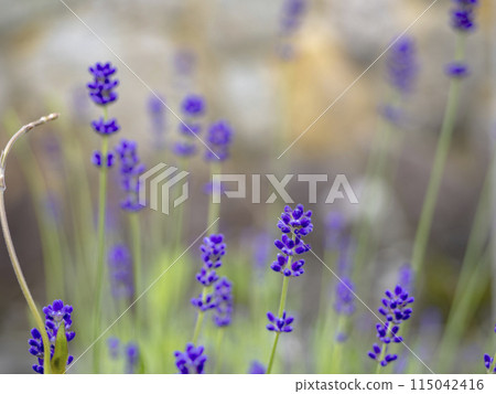 Lavender flower swaying in the wind Lavender flower swaying in the wind 115042416