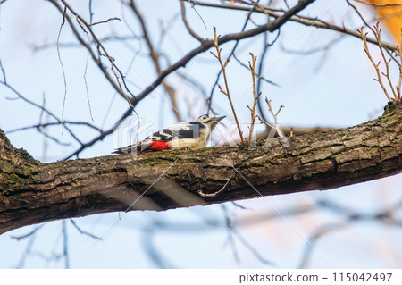 A beautiful great spotted woodpecker (Picidae family). At Koishikawa Botanical Garden, Bunkyo-ku, Tokyo, Japan. Photographed in the New Year of 2024. 115042497