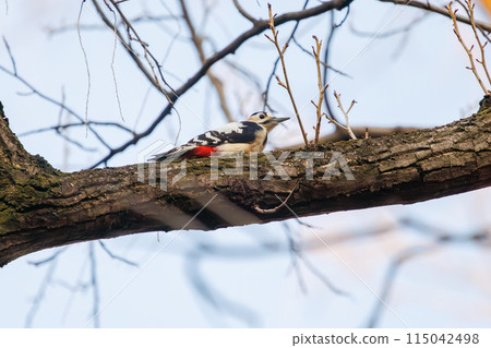 A beautiful great spotted woodpecker (Picidae family). At Koishikawa Botanical Garden, Bunkyo-ku, Tokyo, Japan. Photographed in the New Year of 2024. 115042498