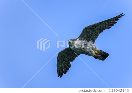 A scene of a Peregrine Falcon flying majestically against a blue sky A scene of a Peregrine Falcon flying majestically against a blue sky 115042543