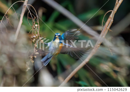 The adorable Blue-and-White Flycatcher (Family: Flycatchers) is a happy blue bird that flap its wings and takes off to eat nuts. 115042629