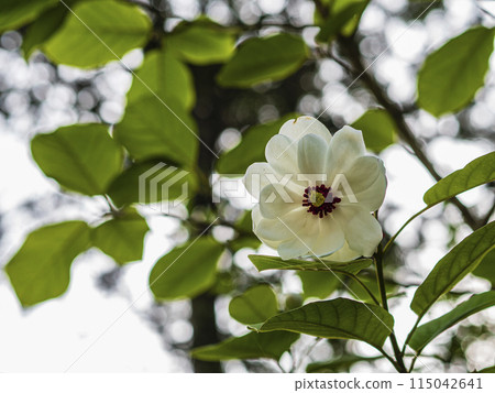 White flower of Ooyama bride 115042641