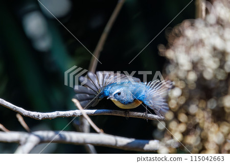 The adorable Blue-and-White Flycatcher (Family: Flycatchers) is a happy blue bird that flap its wings and takes off to eat nuts. 115042663