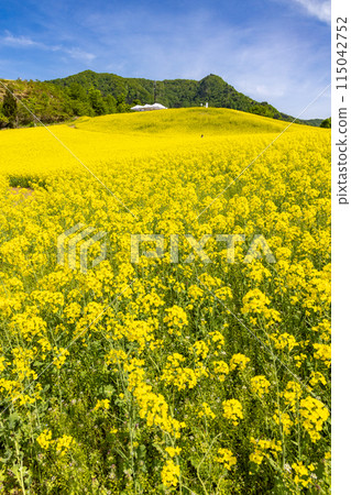 Nanohakura Takahara Nanohana Farm Field 115042752