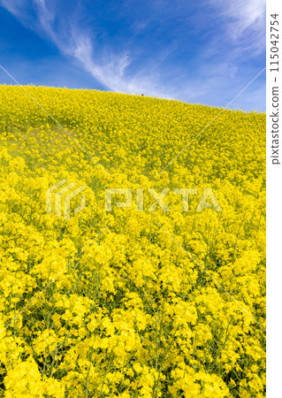 Nanohakura Takahara Nanohana Farm Field 115042754