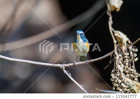 A cute bluebird of happiness, the Blue Flycatcher (Family: Muscicapidae), flaps its wings and flies off to eat nuts. 115042777