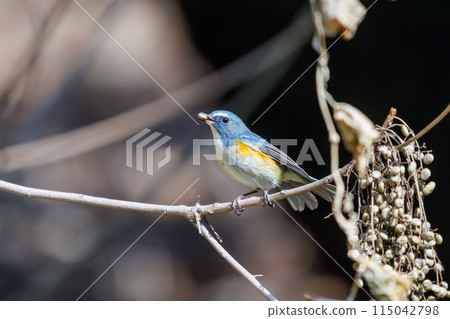 可愛的藍鶲（炸鶲）是一種快樂的藍色小鳥，它會扇動翅膀，起飛去吃堅果。  日本東京 115042798