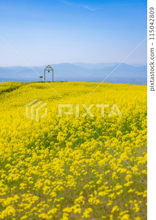 Nanohakura Takahara Nanohana Farm Field Nanohakura Takahara Nanohana Farm Field 115042809