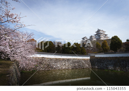 姬路城和櫻花 姬路城和櫻花 115043355
