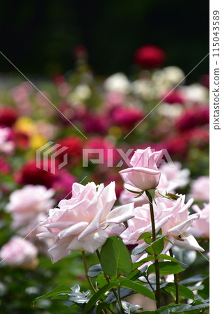 玫瑰園 神代植物園春季玫瑰節 玫瑰園 神代植物園春季玫瑰節 115043589