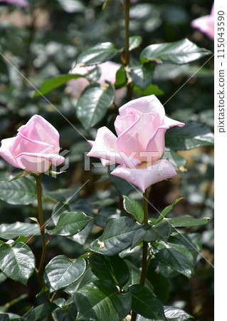 玫瑰花、淡粉紅 神代植物園春季玫瑰節 玫瑰花、淡粉紅 神代植物園春季玫瑰節 115043590