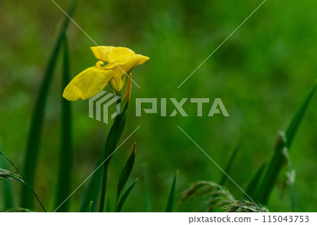 鳶尾科的歸化植物黃花 鳶尾科的歸化植物黃花 115043753