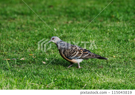 Hermaphroditic wild bird Streptopelia streptopelia 115043819