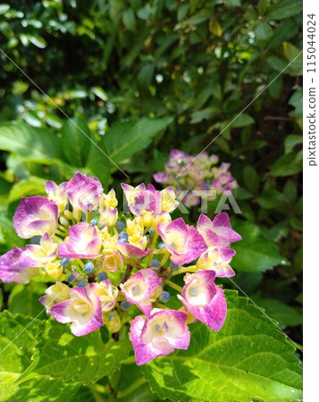Hydrangea that began to bloom 115044024
