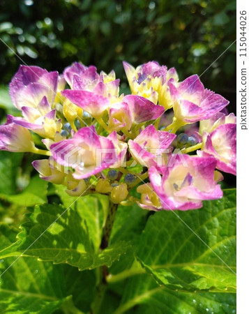 Hydrangea that began to bloom Hydrangea that began to bloom 115044026