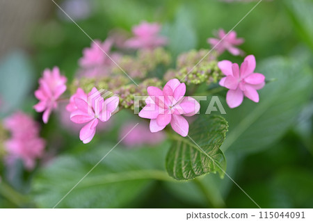 Hydrangeas at a nearby shrine Hydrangeas at a nearby shrine 115044091