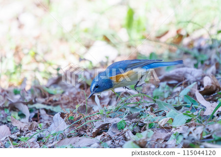 A cute bluebird of happiness, the Blue Flycatcher (Family: Muscicapidae), flaps its wings and flies off to eat nuts. A cute bluebird of happiness, the Blue Flycatcher (Family: Muscicapidae), flaps its wings and flies off to eat nuts. 115044120