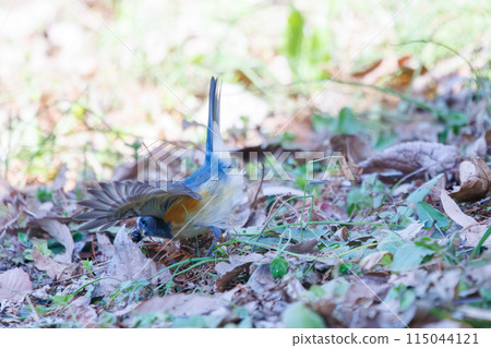 A cute bluebird of happiness, the Blue Flycatcher (Family: Muscicapidae), flaps its wings and flies off to eat nuts. A cute bluebird of happiness, the Blue Flycatcher (Family: Muscicapidae), flaps its wings and flies off to eat nuts. 115044121