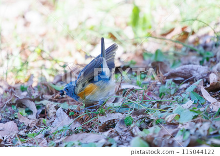 A cute bluebird of happiness, the Blue Flycatcher (Family: Muscicapidae), flaps its wings and flies off to eat nuts. 115044122