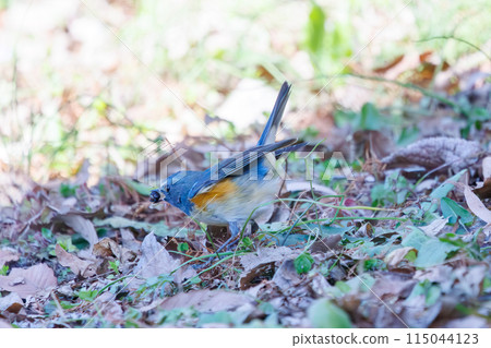 A cute bluebird of happiness, the Blue Flycatcher (Family: Muscicapidae), flaps its wings and flies off to eat nuts. A cute bluebird of happiness, the Blue Flycatcher (Family: Muscicapidae), flaps its wings and flies off to eat nuts. 115044123