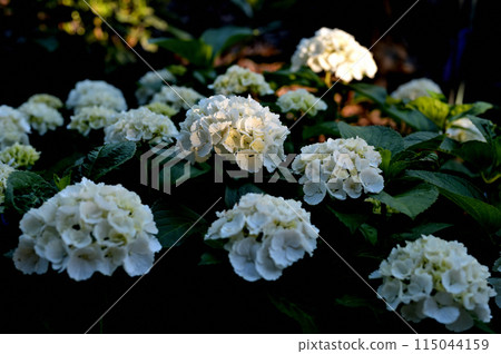Hydrangeas at a nearby shrine Hydrangeas at a nearby shrine 115044159