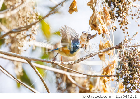可愛的藍鶲(炸鶲)是一種快樂的藍色小鳥,它會扇動翅膀,起飛去吃堅果。 日本東京 可愛的藍鶲(炸鶲)是一種快樂的藍色小鳥,它會扇動翅膀,起飛去吃堅果。 日本東京 115044211