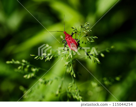 A red insect that sits on the stem of grass: Assassin bug 115044254