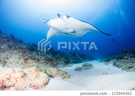 Favorite and favorite Favorite and favorite 115044302