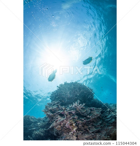 Spawning eggs of Kobume 115044304
