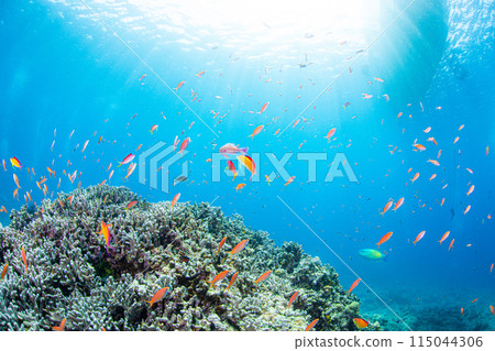The sacred place of anthias The sacred place of anthias 115044306