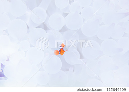 太可愛了 太可愛了 115044309