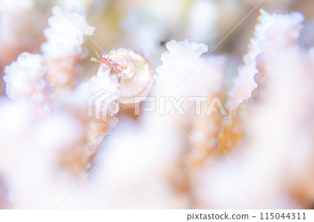 White House 115044311