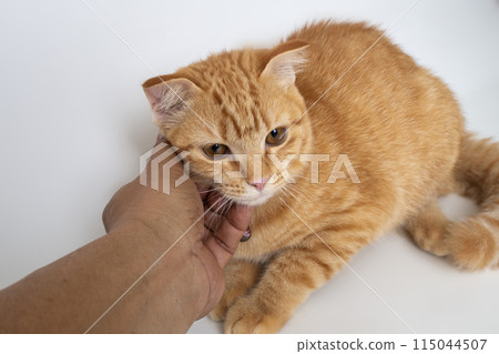 Relationship between humans and animals who live together happily. 115044507