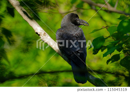 Corvidae棲息在樹枝上 115045319