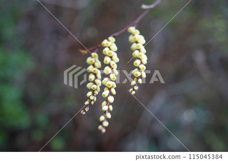 靜岡縣川根本町奧大井站站的春天景色 115045384
