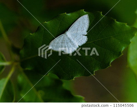 Geometridae (Coleoptera: Geometridae) on a leaf 115045506