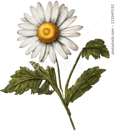 Vintage illustration of a daisy - Stock Illustration [115045532] - PIXTA