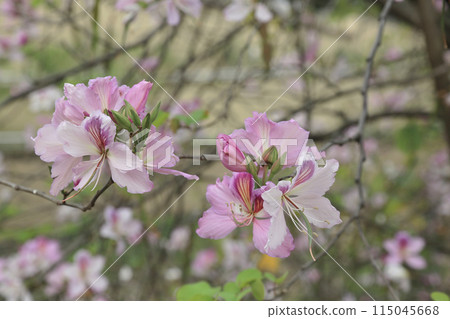 March 22 2015 red brick Built Structure at hong kong 115045668