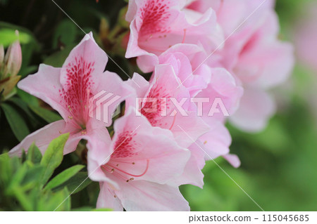 Azalea blooming on tree 115045685