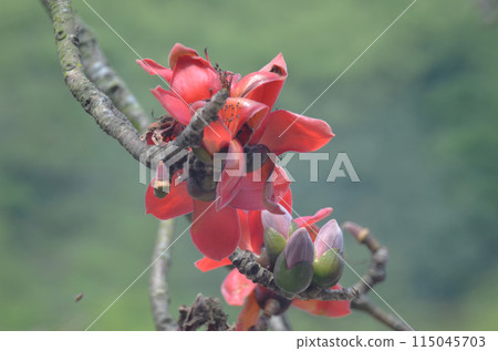 Red Silk Cotton Flower 115045703