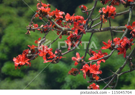 Blossom of the Red Silk Cotton Tree Blossom of the Red Silk Cotton Tree 115045704