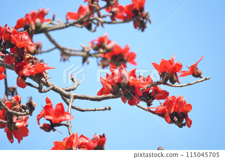 Blossoms of the Red Silk Cotton Tree 115045705