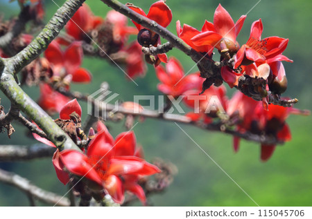 Blossom of the Red Silk Cotton Tree 115045706