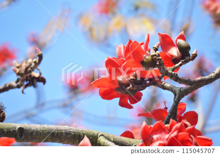 Blossoms of the Red Silk Cotton Tree 115045707