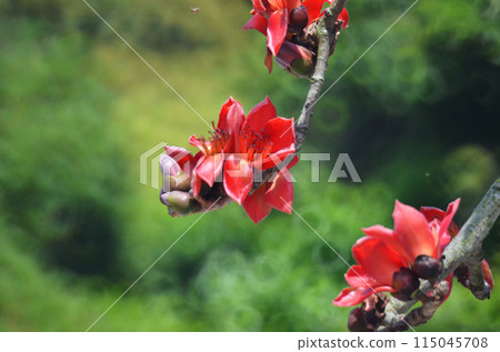 Blossom of the Red Silk Cotton Tree 115045708