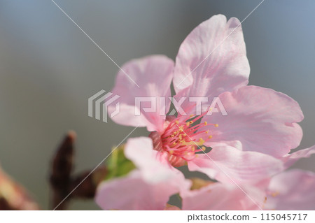 a Cherry blossoms with lights and bokeh a Cherry blossoms with lights and bokeh 115045717